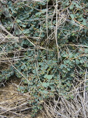 Euphorbia serpens