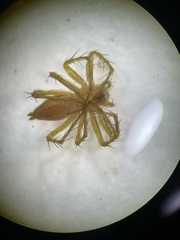 Oxyopes salticus