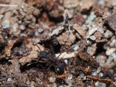 Cyphomyrmex rimosus