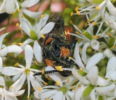 Lophyrotoma interrupta