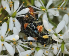 Lophyrotoma interrupta