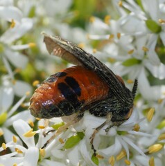 Lophyrotoma interrupta