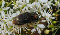 Lophyrotoma interrupta