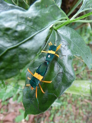 Paryphes