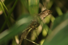 Anolis lemurinus