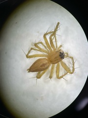 Oxyopes salticus