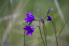 Campanula stevenii