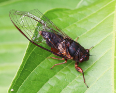 Birrima castanea