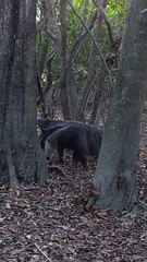 Myrmecophaga tridactyla