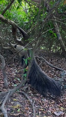 Myrmecophaga tridactyla