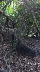 Myrmecophaga tridactyla