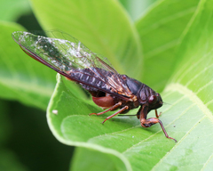 Birrima castanea