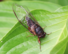 Birrima castanea