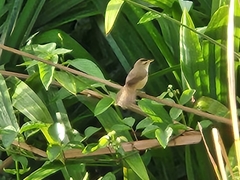 Acrocephalus bistrigiceps