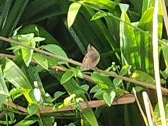 Acrocephalus bistrigiceps