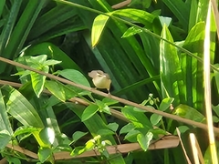 Acrocephalus bistrigiceps