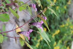 Impatiens delavayi