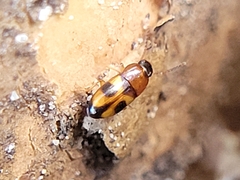 Poecilocrypticus formicophilus