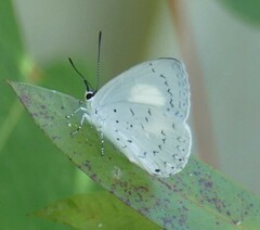 Eirmocides margarita