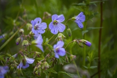 Geranium pseudosibiricum