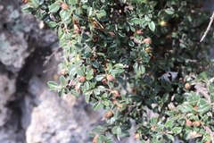 Cotoneaster microphyllus
