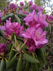 Rhododendron catawbiense