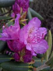 Rhododendron catawbiense