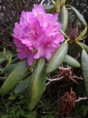 Rhododendron catawbiense