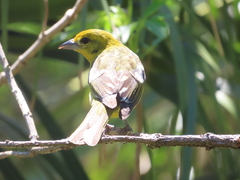 Piranga bidentata