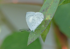 Eirmocides margarita