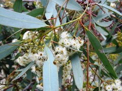 Eucalyptus largiflorens