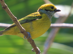 Tangara icterocephala