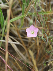 Convolvulus erubescens
