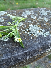 Viola arvensis
