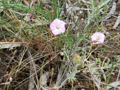 Convolvulus erubescens