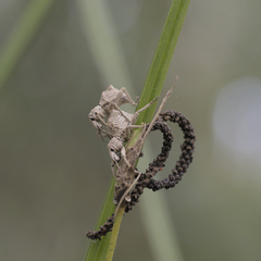 Leptopius tetraphysodes