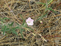 Convolvulus erubescens