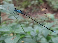 Coeliccia membranipes