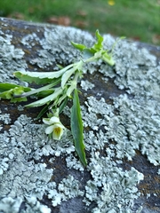 Viola arvensis