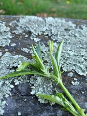 Viola arvensis