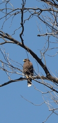 Parabuteo unicinctus