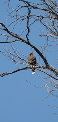Parabuteo unicinctus