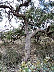 Eucalyptus largiflorens
