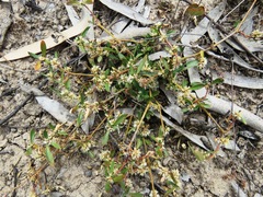 Alternanthera denticulata