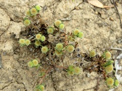 Centipeda cunninghamii