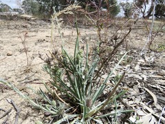 Eryngium paludosum
