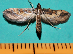 Hydriris chalybitis