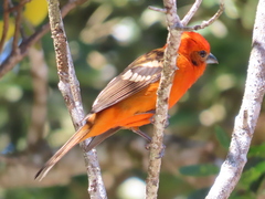 Piranga bidentata