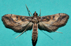Hydriris chalybitis