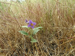 Solanum esuriale